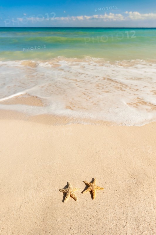 Mexico, Yucatan. Two starfish on beach.