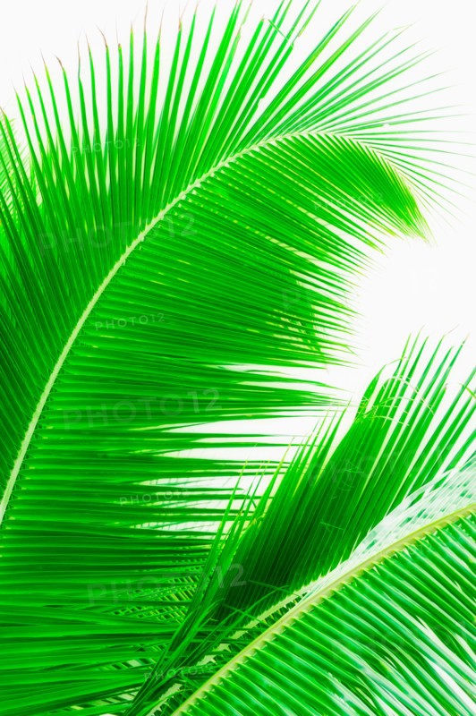Mexico, Yucatan. Palm leaves.