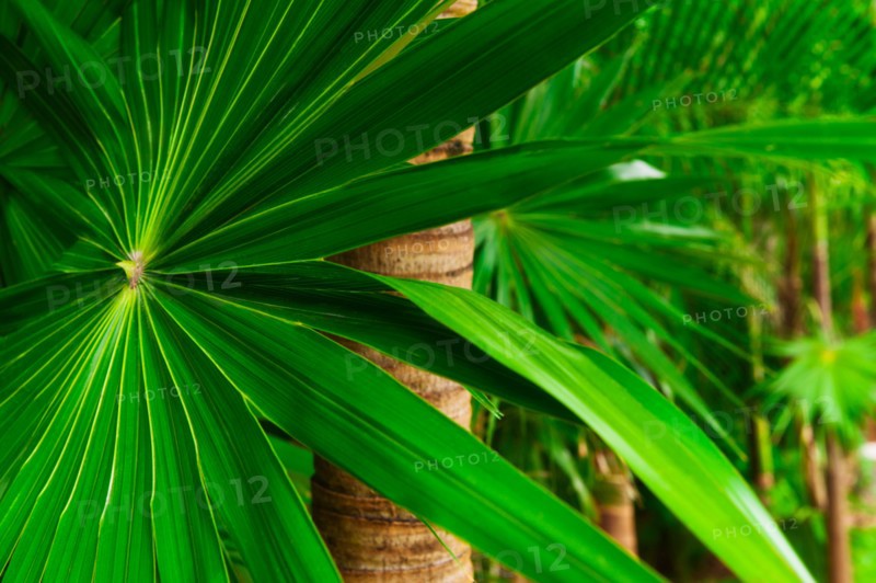 Palm frond.