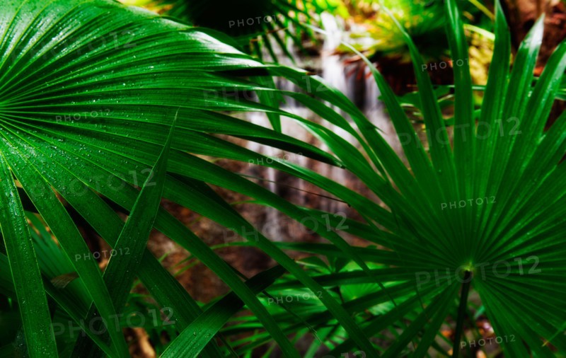 Palm frond.