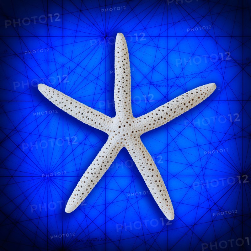 Studio shot of starfish on blue background.