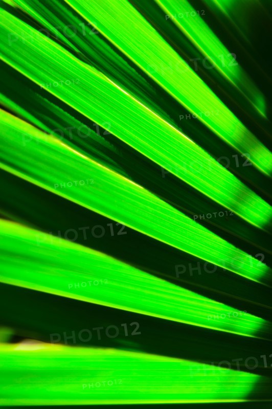 Palm leaf.