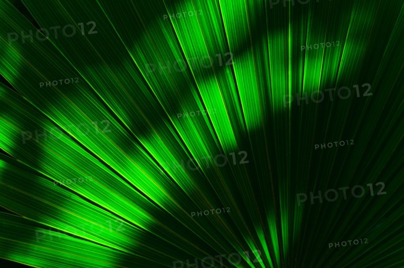 Palm frond.