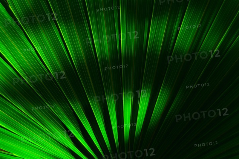 Palm frond.