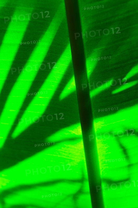 Palm leaf.