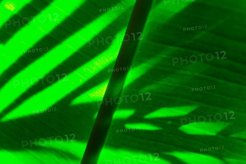 Palm leaf.
