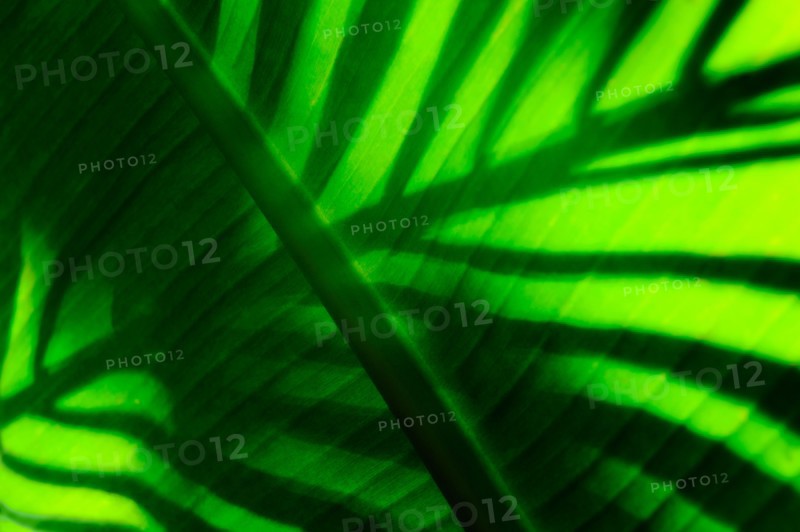 Palm leaf.