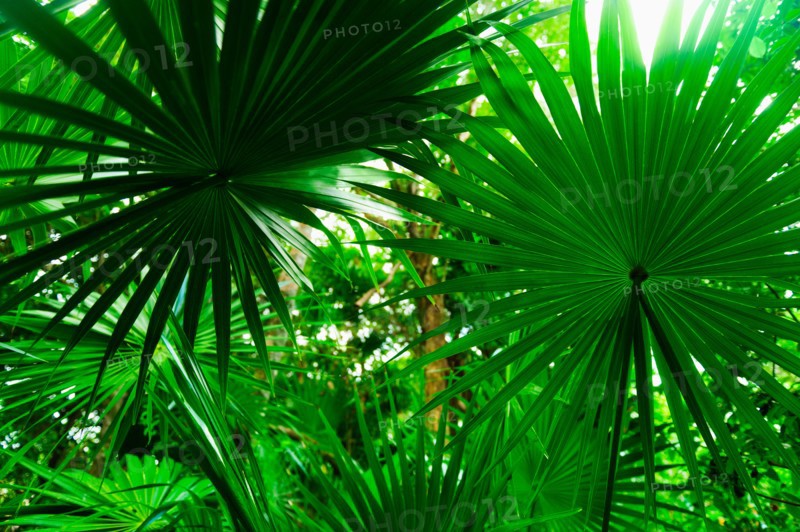 Palm leaves.