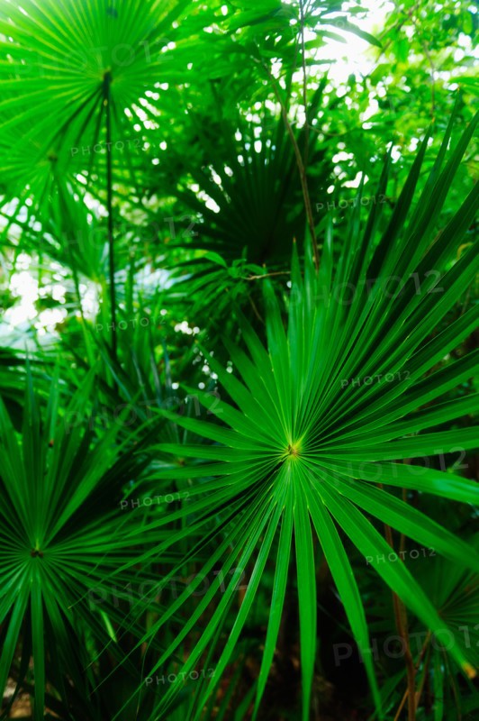 Palm leaves.