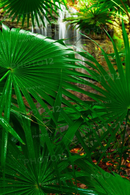 Palm leaves and waterfall.