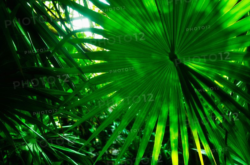 Palm leaves.