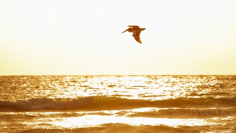 Bird flying over ocean.