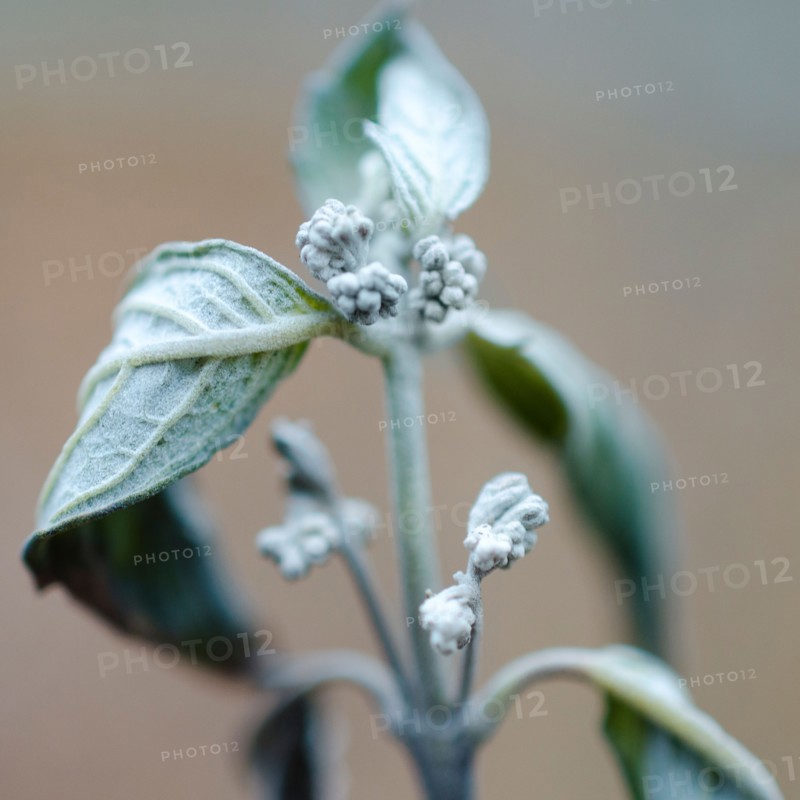 Close-up of flower bud.
