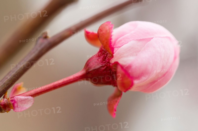 Close-up of spring blossom.