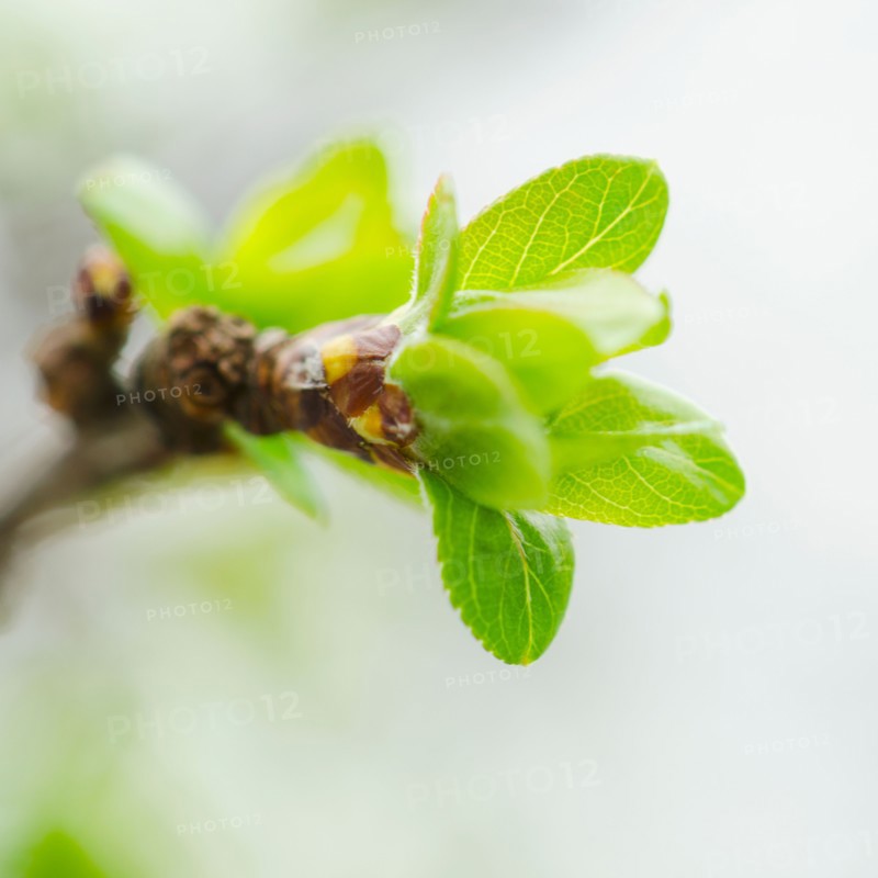 Close up of green buds ad leaves on branch.