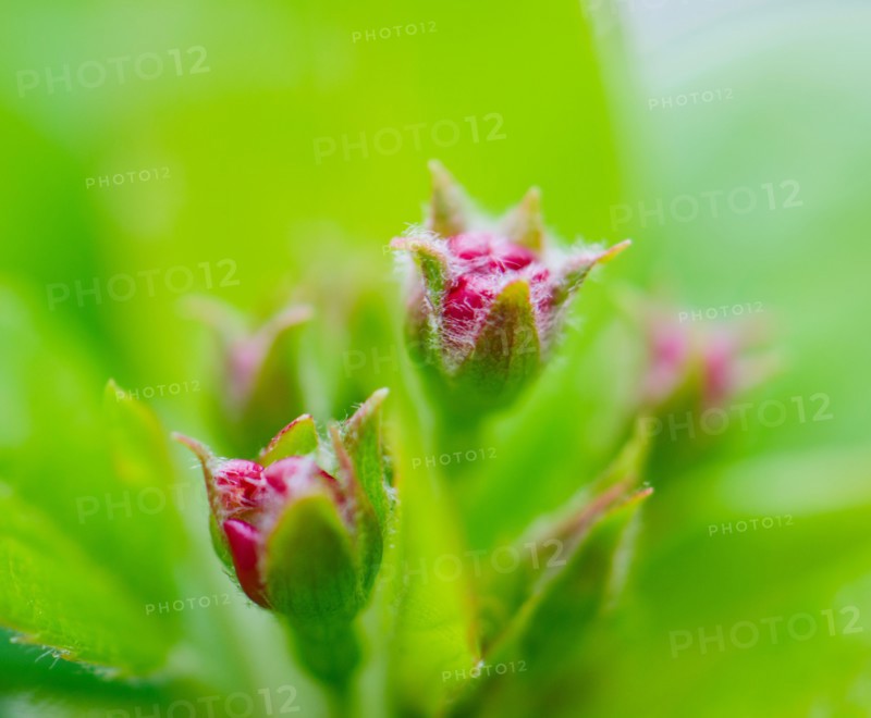 Close up of flower bud and green leaves.