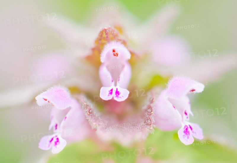 Close up of pink flowers.