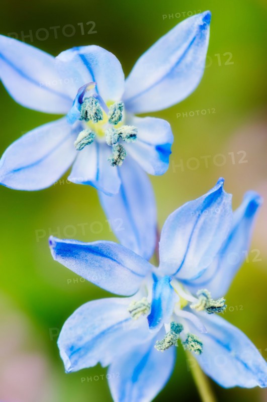 Close up of blue flowers.