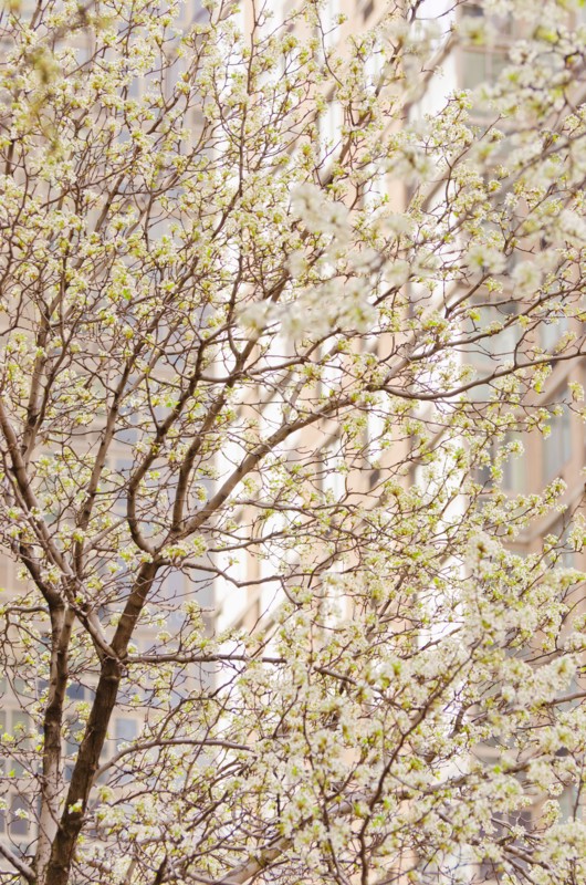 Blooming tree.