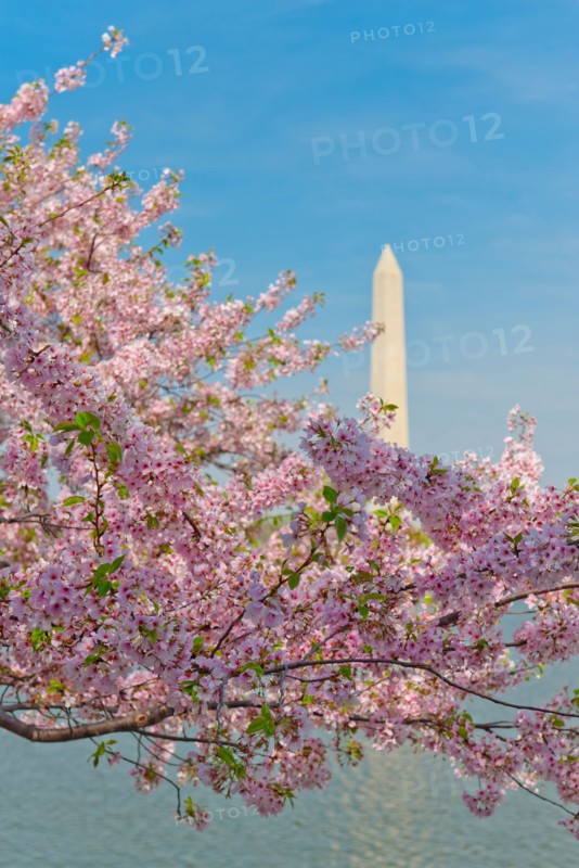 USA, Washington DC. Cherry blossom with Washington Monument in background.