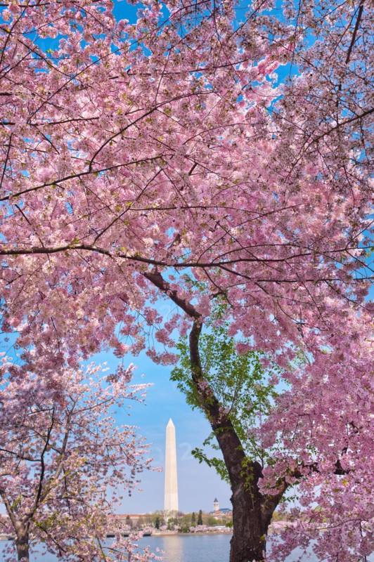 USA, Washington DC. Cherry blossom with Washington Monument in background.
