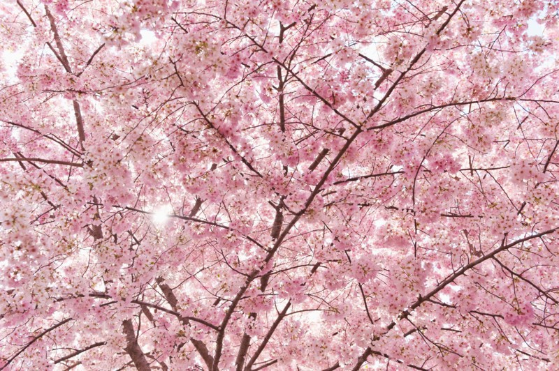 USA, Washington DC. Cherry blossom.