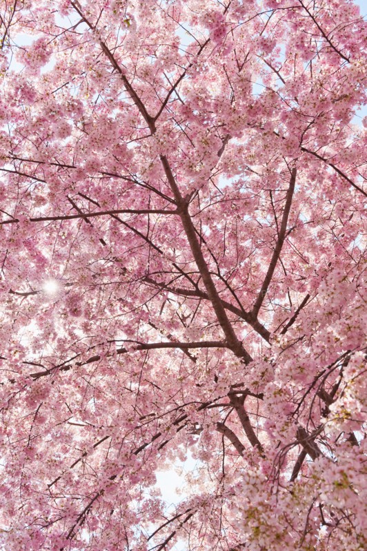 USA, Washington DC. Cherry blossom.