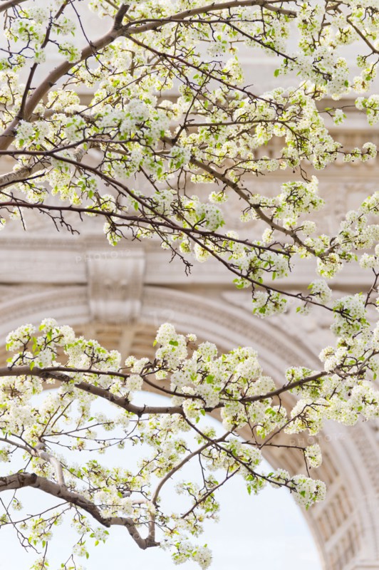 USA, New York, New York City. Close up of blooming trees in Washington Square Park.