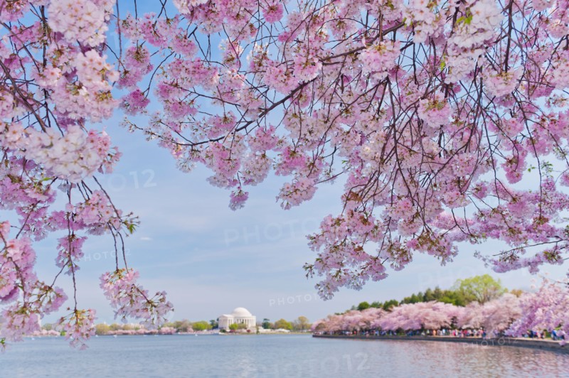 USA, Washington DC. Cherry tree in blossom with Jefferson Memorial in background.