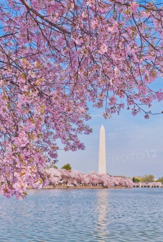 USA, Washington DC. Cherry tree in blossom with Jefferson Memorial in background.