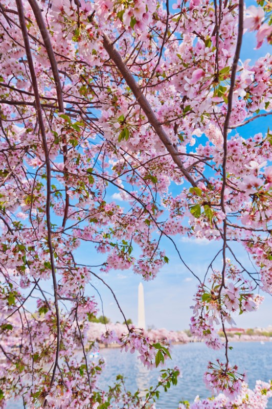 USA, Washington DC. Cherry tree in blossom with Jefferson Memorial in background.