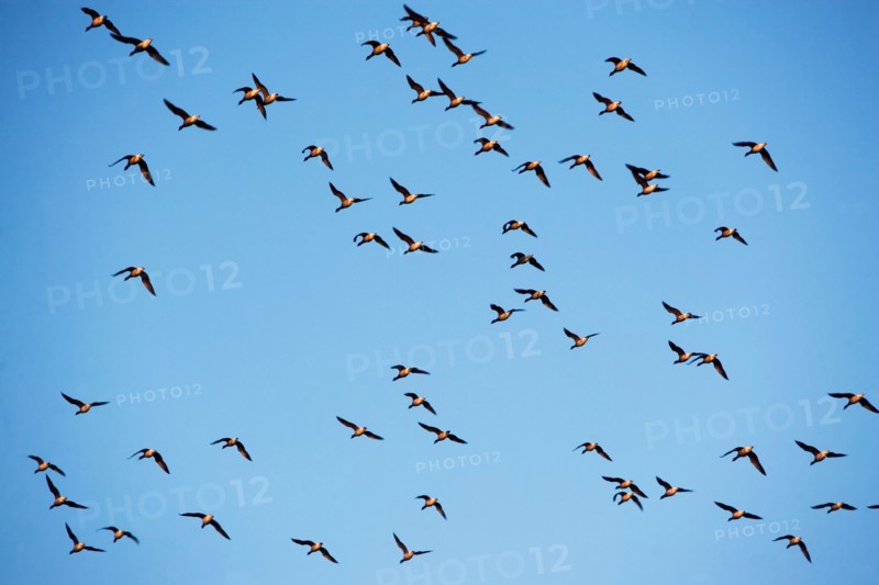 Flock of birds on blue sky. Photo : fotog