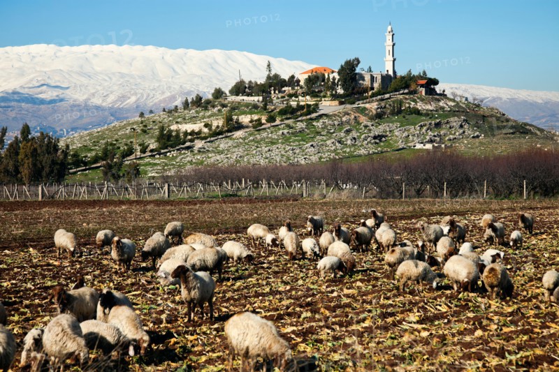 Lebanon, Anjar. Flock of sheep in rural landscape. Photo : Henryk Sadura
