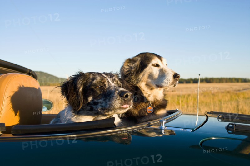 USA, Montana, Whitefish. Two dogs sitting on rear seats of convertible car during road trip. Photo : Noah Clayton