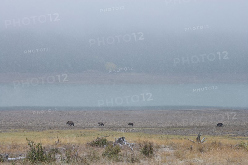 USA, Montana, Glacier National Park. Bears walking on prairie. Photo : Noah Clayton