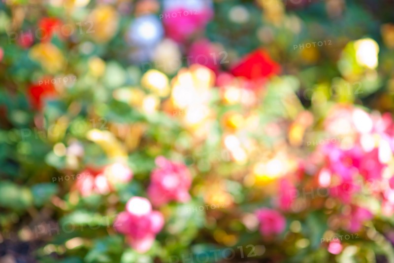 Canada, Ontario, Toronto, Defocused flowers. Photo : Elena Elisseeva