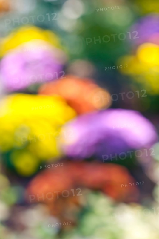 Canada, Ontario, Toronto, Defocused flowers. Photo : Elena Elisseeva