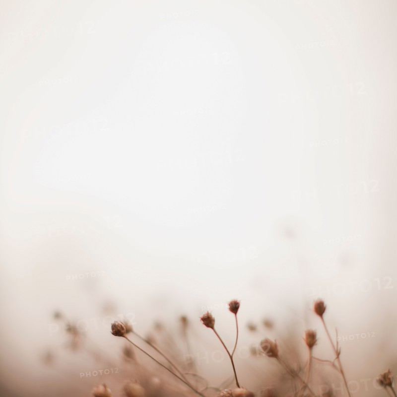 Autumn foliage on foggy background. Photo : Jessica Peterson