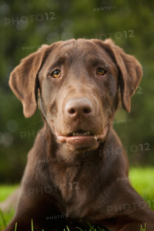 Portrait of hound. Photo : Jessica Peterson