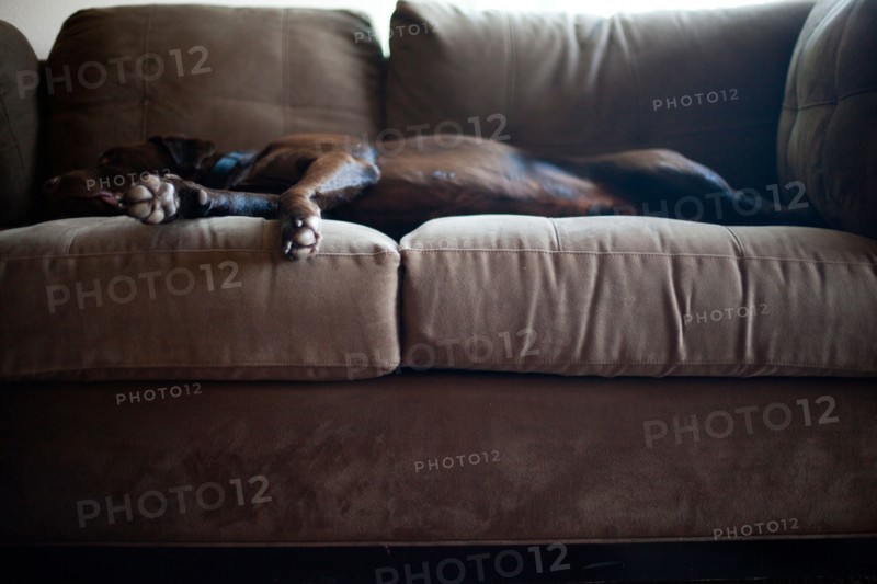 Dog lying on sofa. Photo : Jessica Peterson