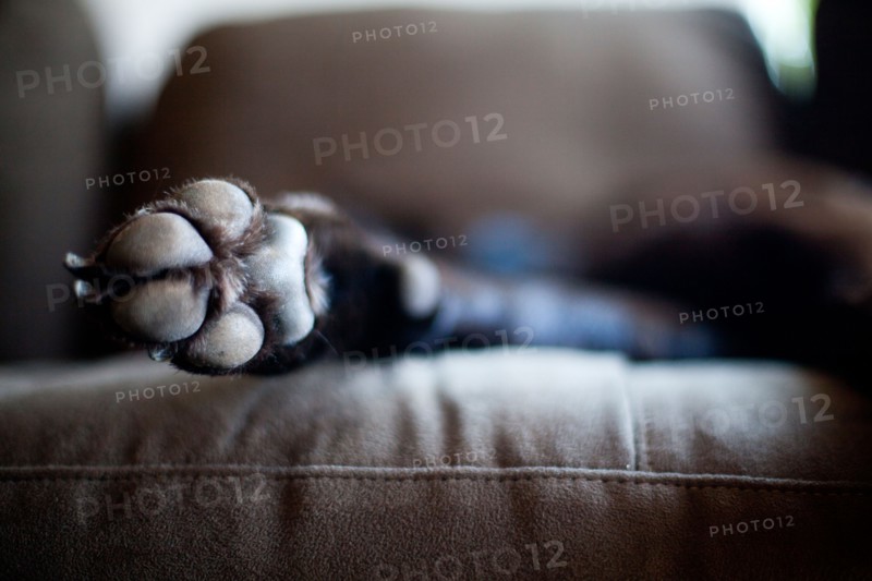 Dog lying on sofa. Photo : Jessica Peterson