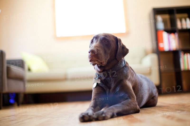 Dog lying in living room. Photo : Jessica Peterson