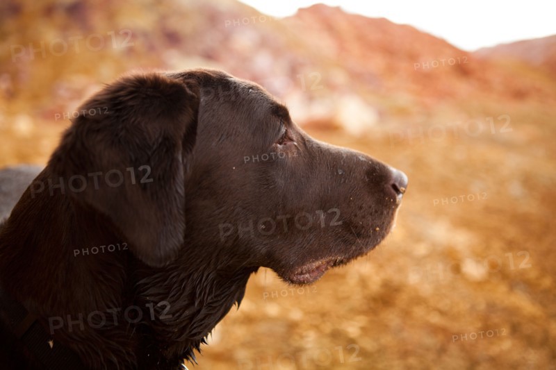 Portrait of dog. Photo : Jessica Peterson