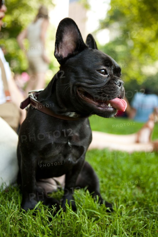 USA, New York, New  York City. Portrait of French Bulldog sitting on grass. Photo : Jessica Peterson