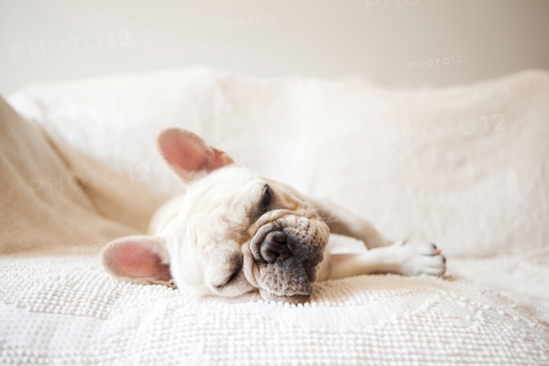 Portrait of French Bulldog sleeping on sofa. Photo : Jessica Peterson