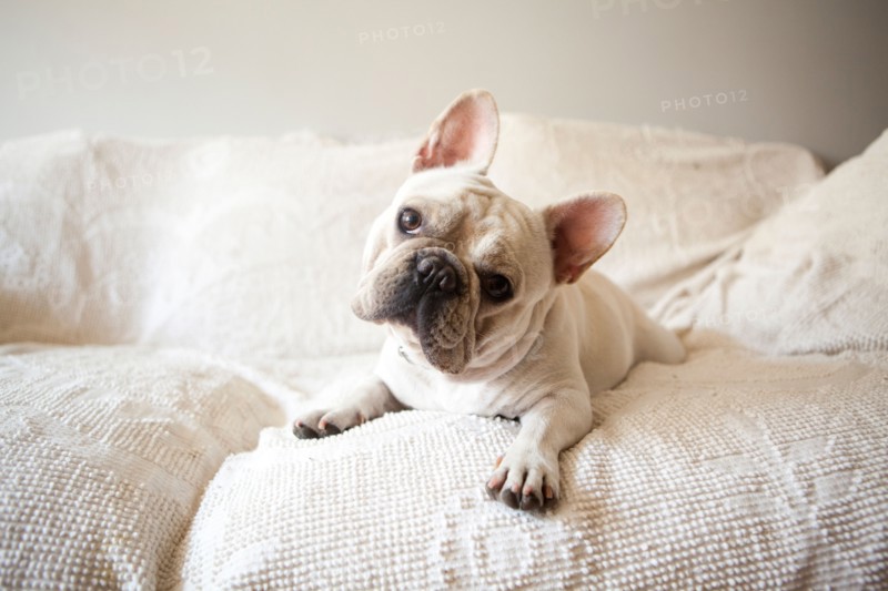 Portrait of French Bulldog lying down on sofa. Photo : Jessica Peterson