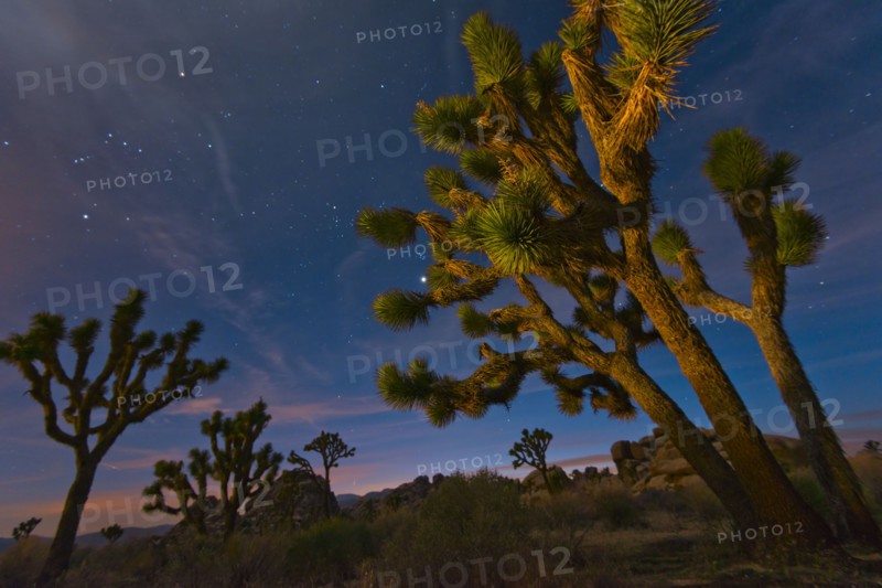USA, California, Joshua Tree National Park at dusk.