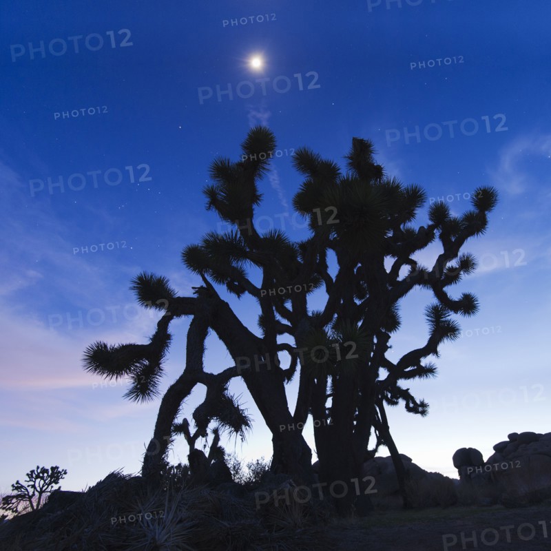 USA, California, Joshua Tree National Park at dusk.