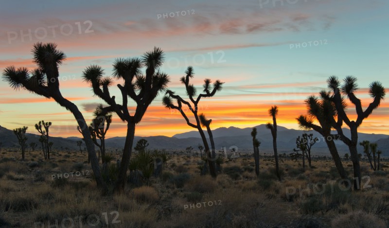 USA, California, Joshua Tree National Park at sunset.