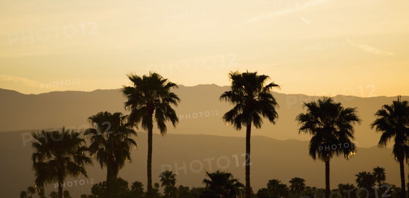 USA, California, Palm Springs, Palm trees silhouetted at sunset.